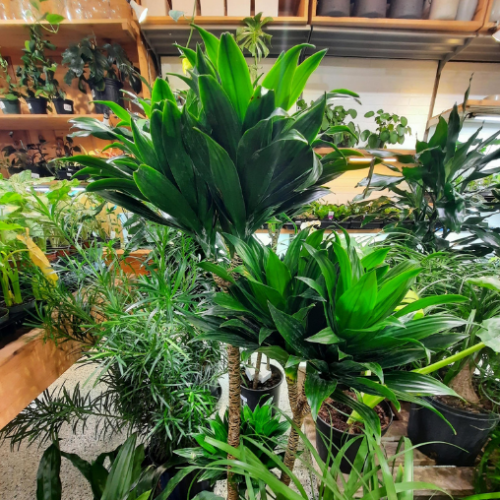 Dracena 'Janet craig Cane' 3-2-1
