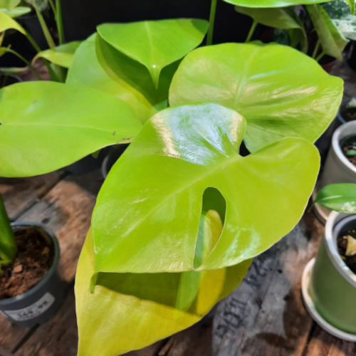 Monstera deliciosa 'Super Golden' - 4"