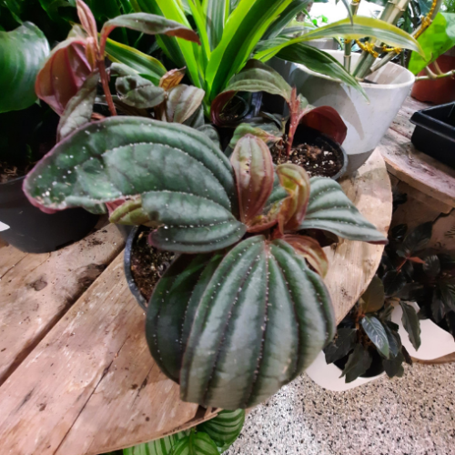 Medinilla orchidee - 4"