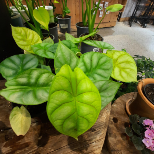 Alocasia 'Dragon Gold' - 4"