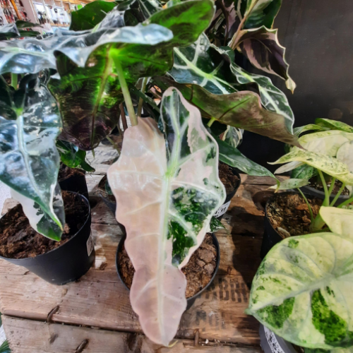 Alocasia 'Polly Pink Variegata' - 4"