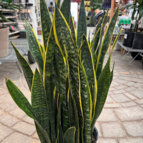 Sansevieria 'Dakota' - 10"
