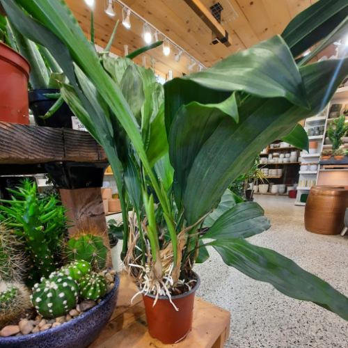Orchidée - Stanhopea oculata - 4"
