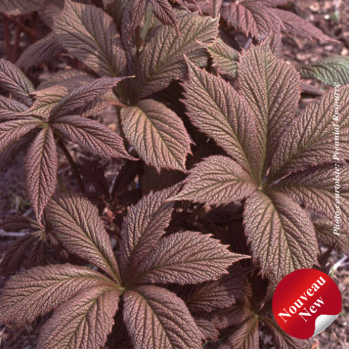 Rodgersia pinnata 'Chocolate Wings'