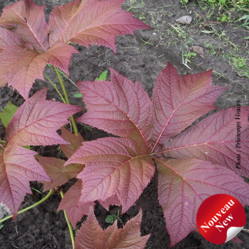 Rodgersia podophylla - 2g