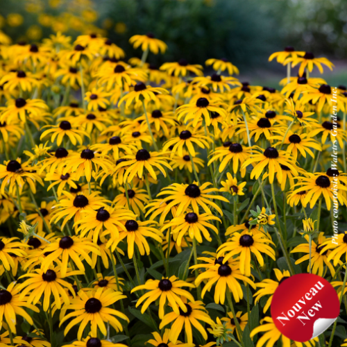 Rudbeckia x 'Treasure Trove'