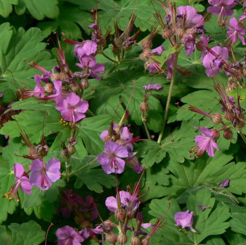 Geranium macrorrhizum - 1g