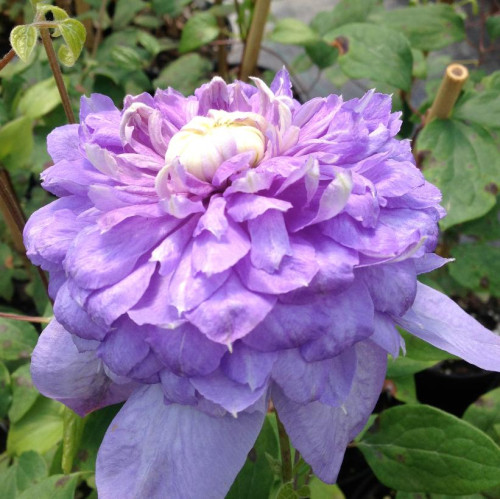 Clematis Blue Light' - 1g