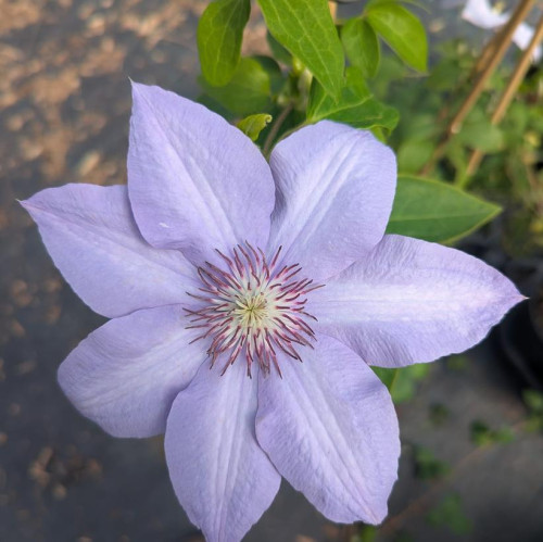 Clematis 'Bernadine' - 1g