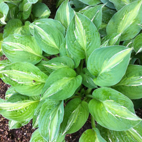 Hosta 'Striptease' - 1g