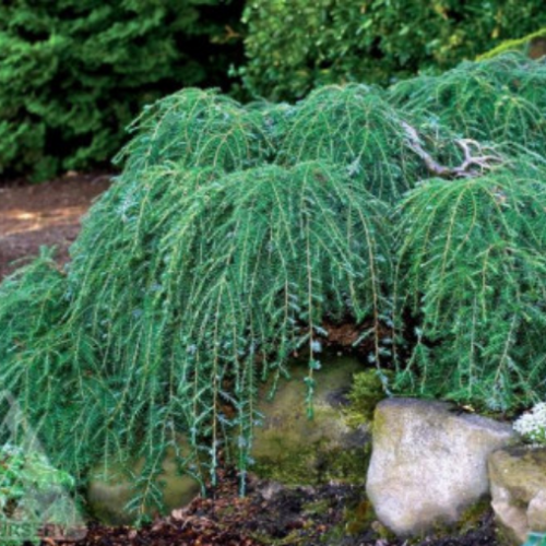 Tsuga canadensis 'Cole's Prostrata' - 3g