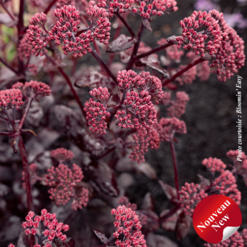 Sedum Puff Pastry 'Raspberry' - 1g