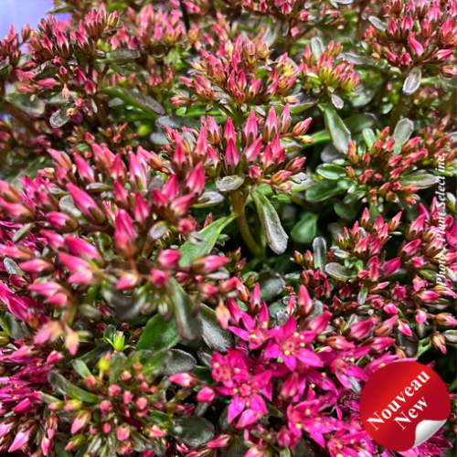 Sedum 'Spot On Red' -1g