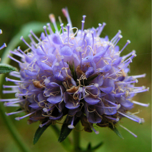 Succisa pratensis