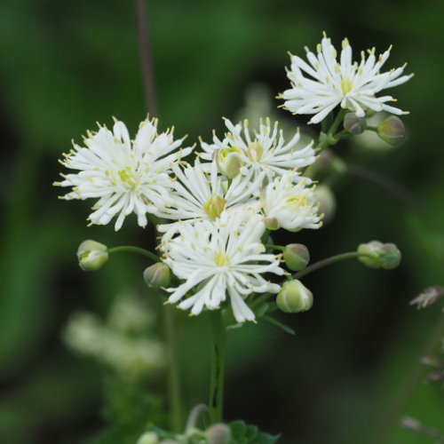 Thalictrum petaloideum