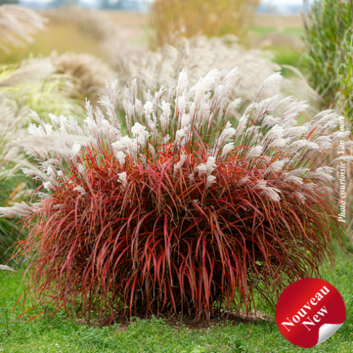 Miscanthus sinensis 'Lady in Red' - 1g