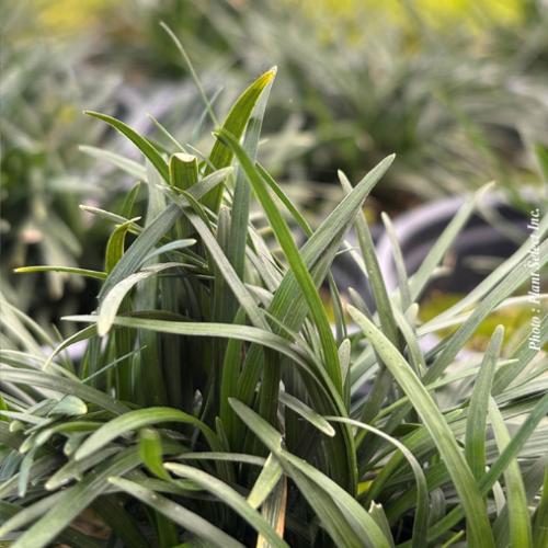 Ophiopogon 'Gyoku-Ryu' (jap.) -1g
