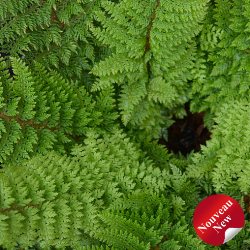 Polystichum setiferum 'Herrenhausen' - 1g