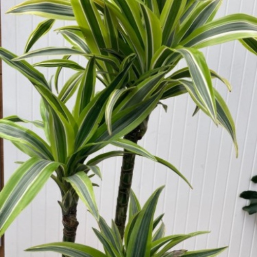 Dracaena fragrans 'Lemon Lime' - Dragonnier -10"
