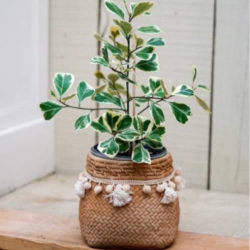 Ficus triangularis 'Variegata' - Figuier