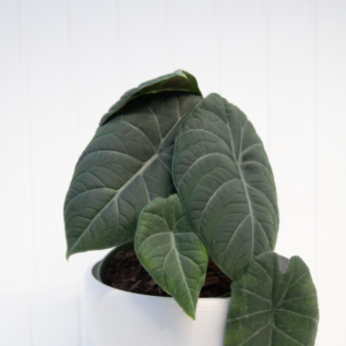 Alocasia 'Maharani'