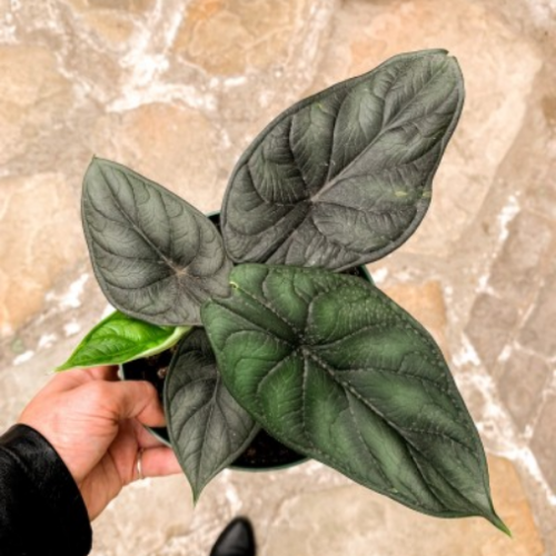 Alocasia baginda - Dragon Scale