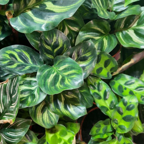 Calathea assortis - 2,5"