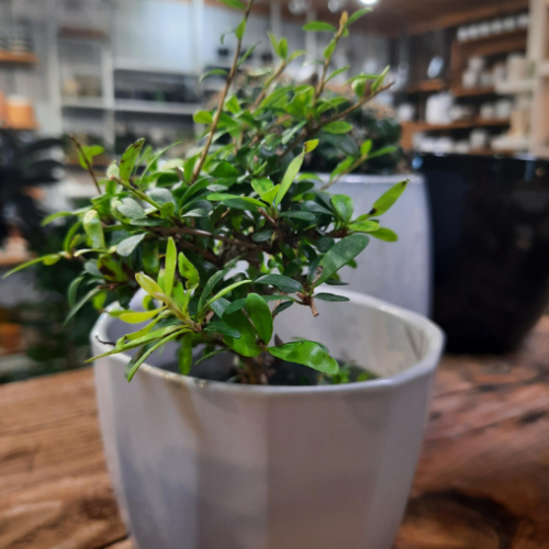Neea busifolia bonsai - 4"