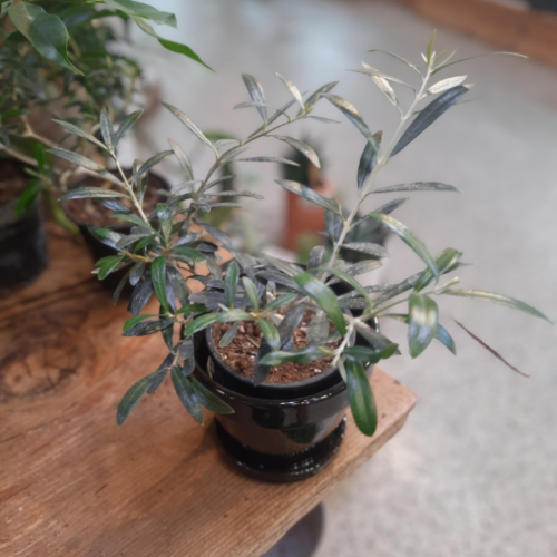 Olivier bonsai - 4"