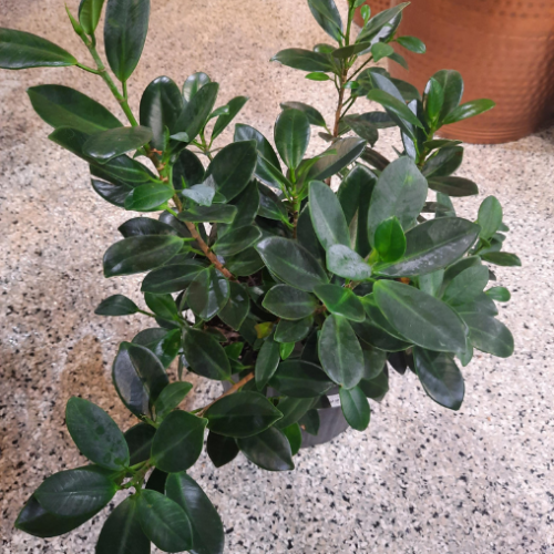 Ficus 'Green Island Bush' - 10"