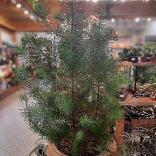 Pinus Pinea -8"