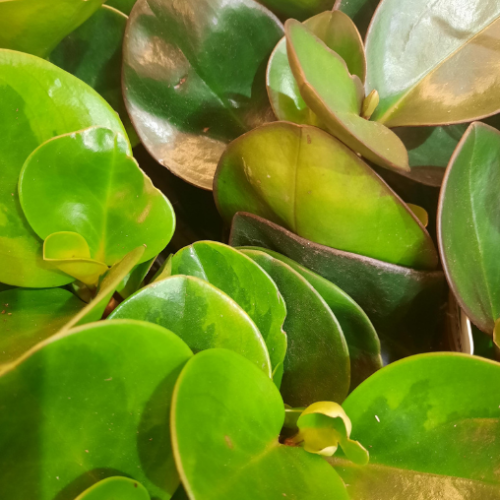 Peperomia assortis - 2,5"
