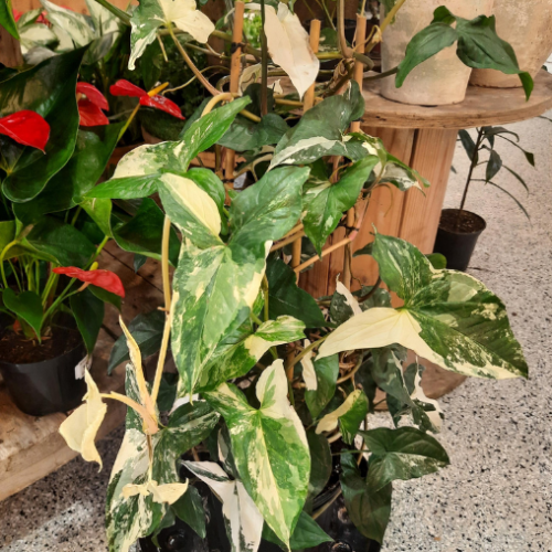 Syngonium Albo - 10"