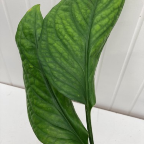 Monstera pinnatipartita