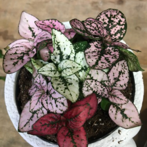 Hypoestes phyllostachya tricolor - 2,5"