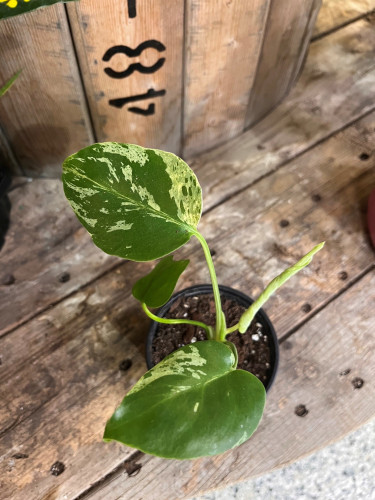 Monstera deliciosa 'Bulbasaur' - 3,5"