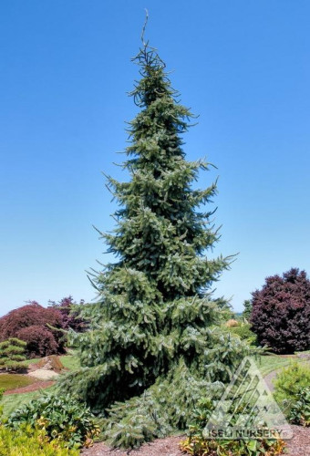 Picea omorika 'Gotelli Weeping' - 150cm