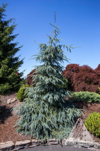 Picea engelmannii 'Bush's Lace' - 6 gallons