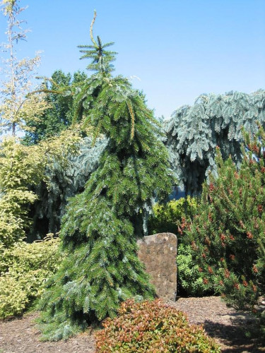 Picea omorika 'Pendula Bruns'