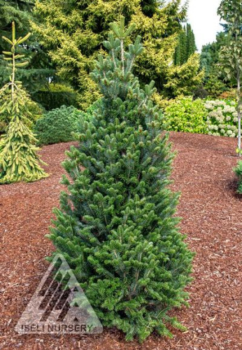 Abies alba 'Pyramidalis' - 6 gallons