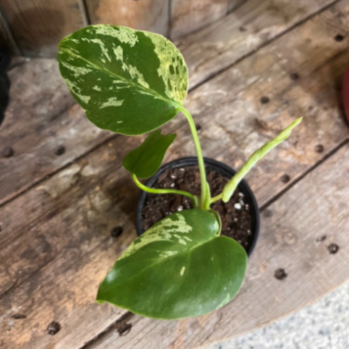 Monstera deliciosa 'Bulbasaur' - 3,5"