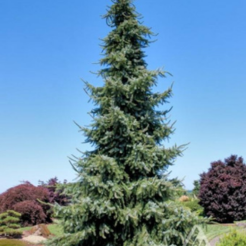 Picea omorika 'Gotelli Weeping' - 150cm