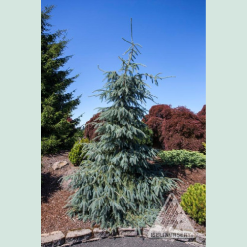 Picea engelmannii 'Bush's Lace' - 6 gallons