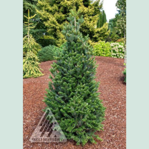 Abies alba 'Pyramidalis' - 6 gallons