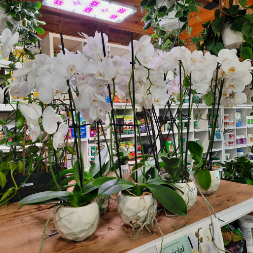 Orchidées & pots de céramiques