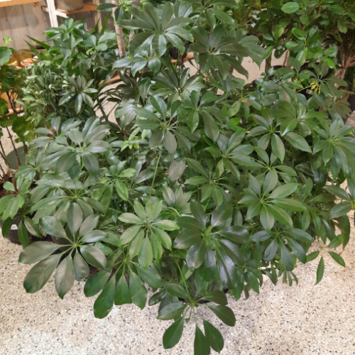 Schefflera arboricola - buisson - 14"