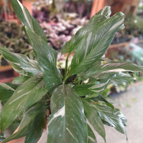 Spathiphyllum 'Jet Diamond' - 6"