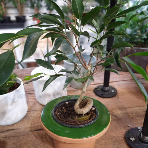 Ficus coiled oriental bonsai - 4"