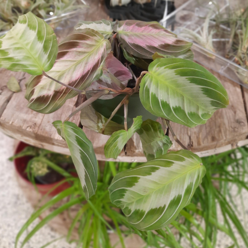Maranta 'Silver Band'  -4"