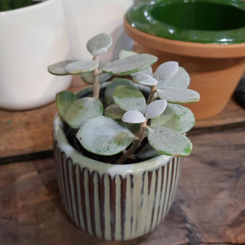 Kalanchoe 'Silver Spoon' -2,25"